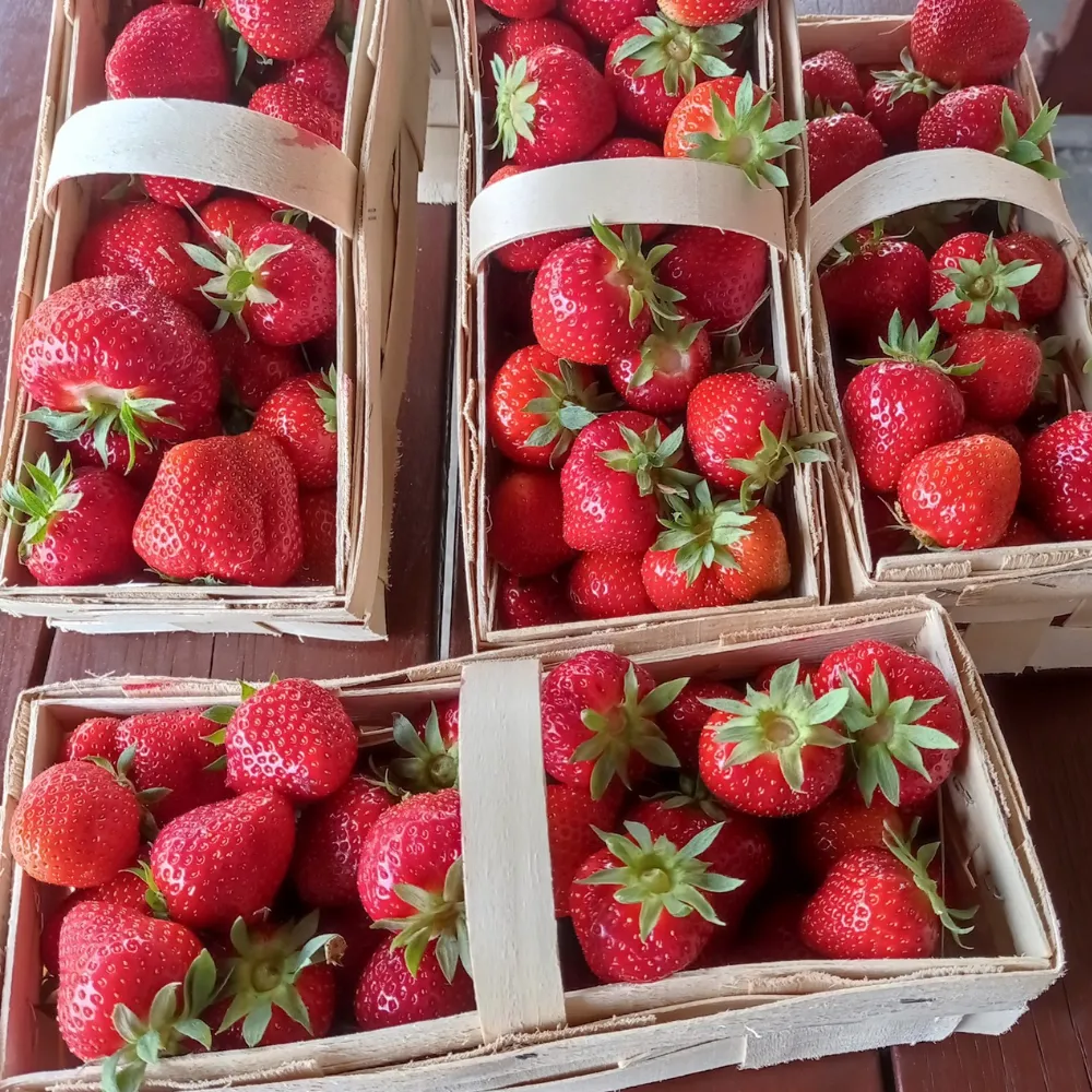 Truskawka polska EKO (nowalijki) - dostawa w środę tylko Warszawa i okolice 1000 g